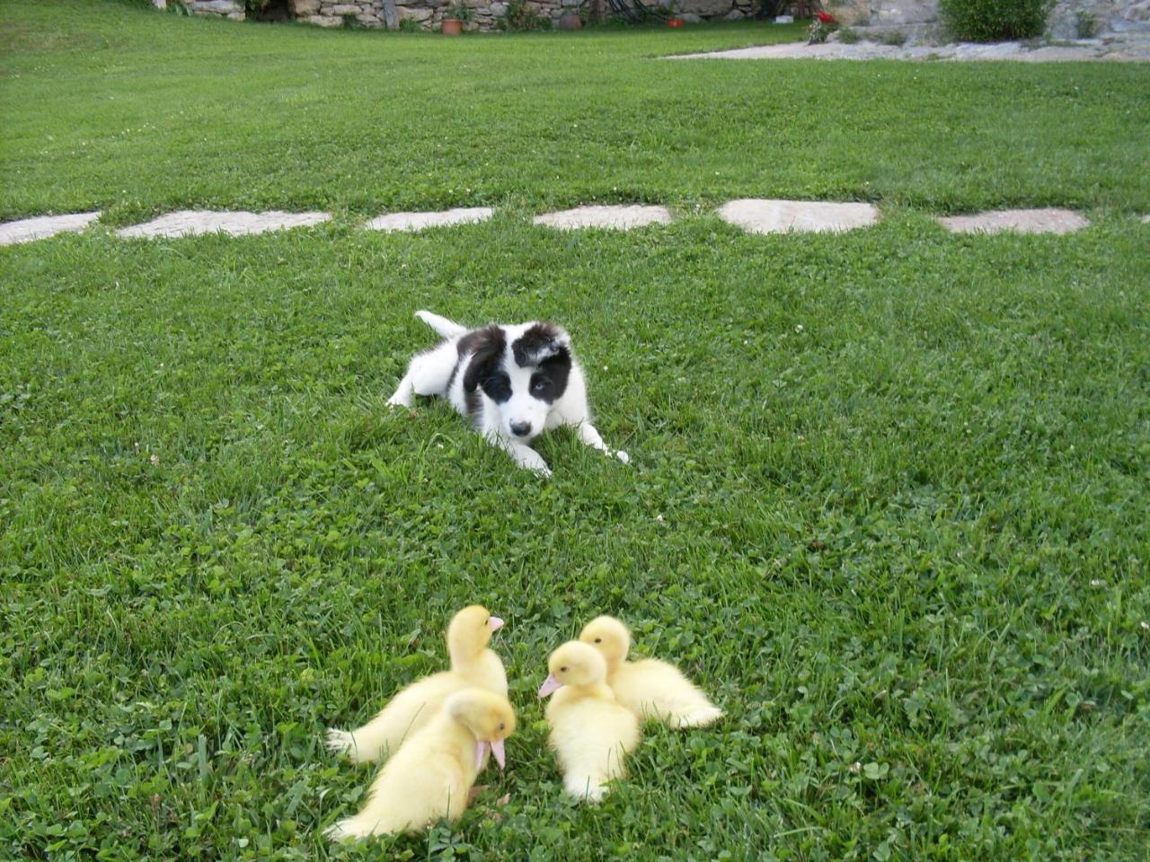 Can Gallo ยานาร์ส ภายนอก รูปภาพ
